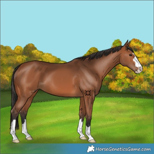 Horse Color:Bay 