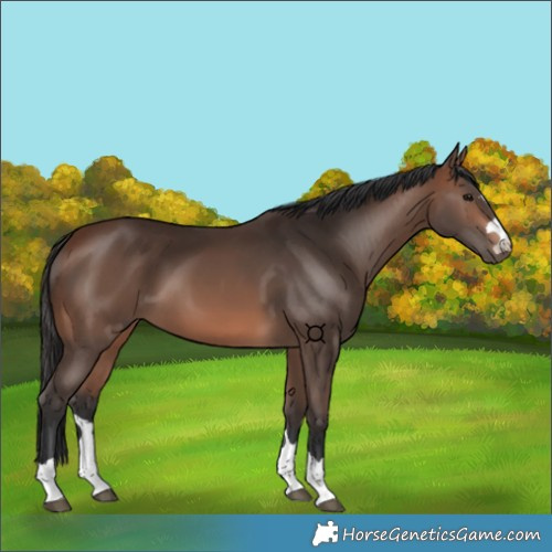 Horse Color:Brown 