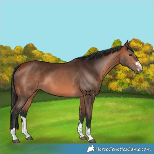 Horse Color:Brown 