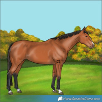 Horse Color:Bay 