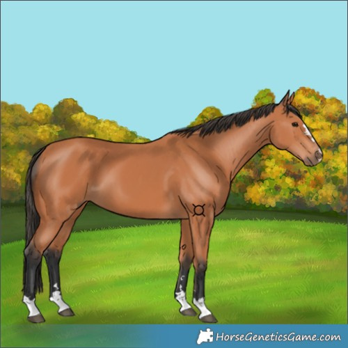 Horse Color:Bay 