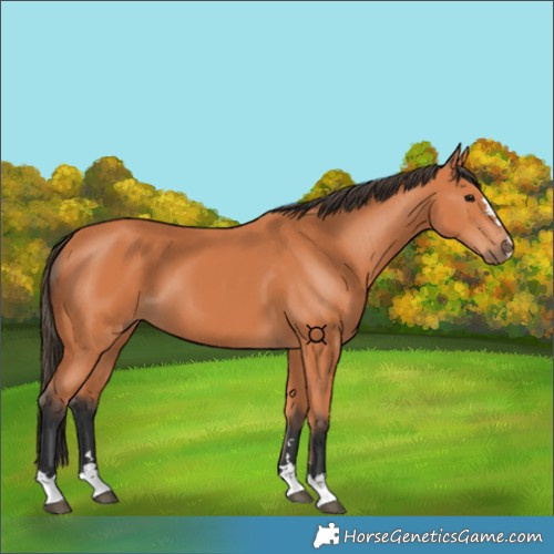 Horse Color:Bay 