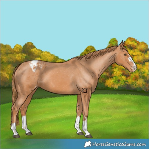 Horse Color:Chestnut Blanket 