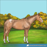 Horse Color:Chestnut Appaloosa 