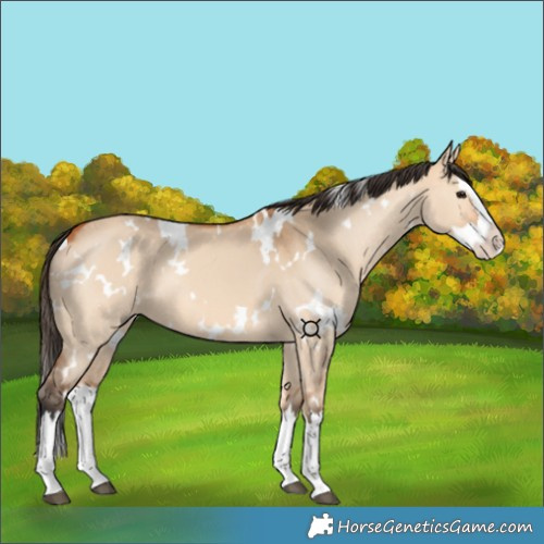 Horse Color:White Spotted Bay Dun Splash 