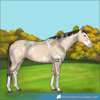 Horse Color:White Spotted Bay Dun Splash