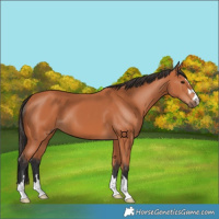 Horse Color:Bay 