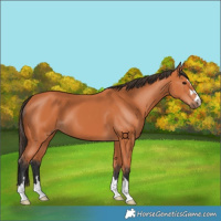 Horse Color:Bay 
