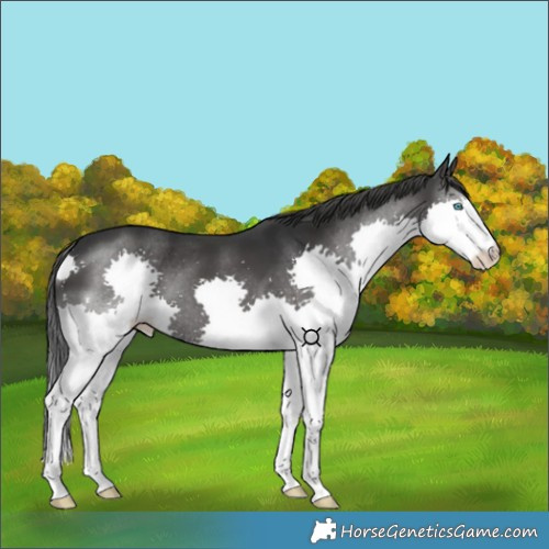 Horse Color:Black Splash 