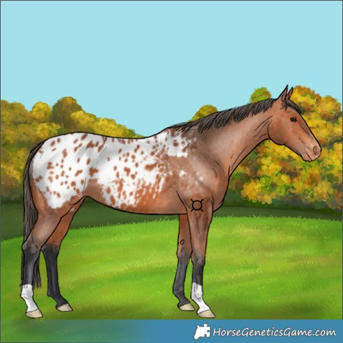 Horse Color:Bay Appaloosa 