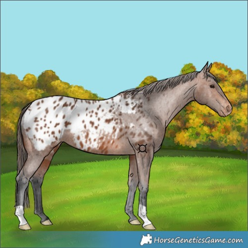 Horse Color:Bay Blanket 