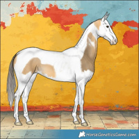 Horse Color:Buckskin Dun Splash Tobiano 
