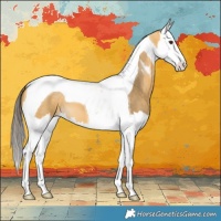 Horse Color:Buckskin Dun Splash Tobiano 