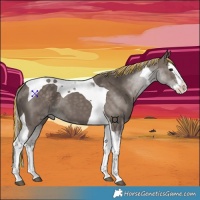 Horse Color:Painted Silver Black Splash Tobiano