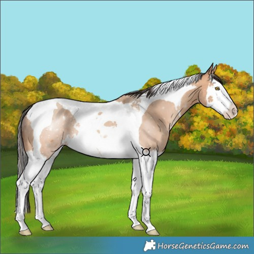 Horse Color:Amber Champagne Splash Tobiano 