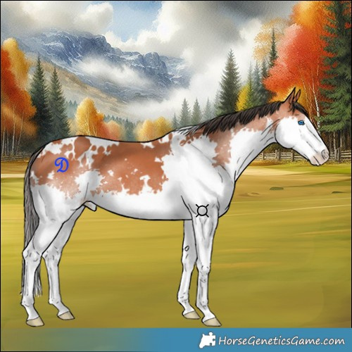 Horse Color:White Spotted Bay Splash