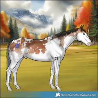 Horse Color:White Spotted Bay Splash 