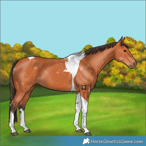Horse Color:Bay Tobiano 