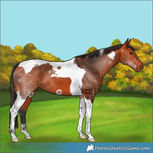 Horse Color:Bay Tobiano 