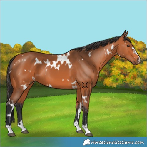 Horse Color:White Spotted Bay 
