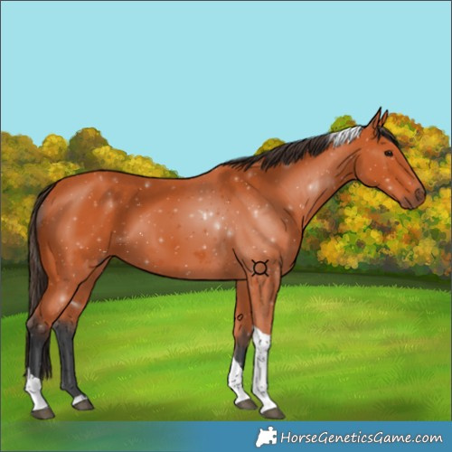 Horse Color:Bay Tobiano 