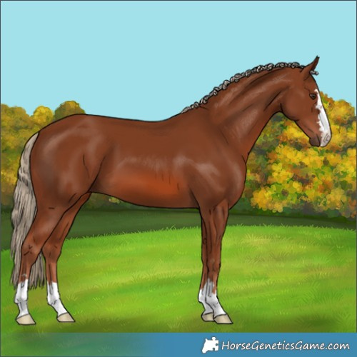 Horse Color:Chestnut 