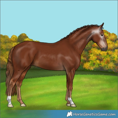 Horse Color:Gray Chestnut