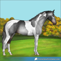 Horse Color:Gray Liver Chestnut Tobiano Rabicano