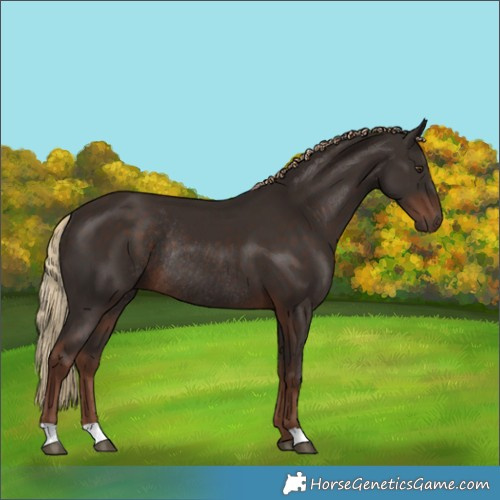 Horse Color:Liver Chestnut Rabicano 