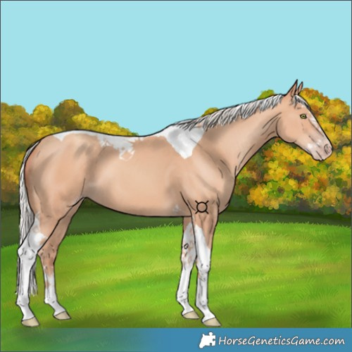 Horse Color:Silver Amber Champagne Splash Tobiano 