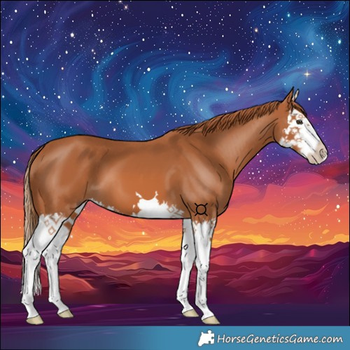 Horse Color:Chestnut Splash 