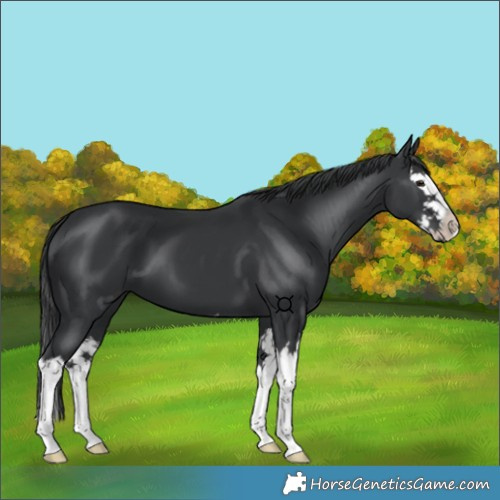 Horse Color:Black Splash 