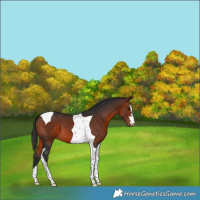 Horse Color:Bay Tobiano