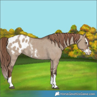 Horse Color:Liver Red Dun Sabino Splash Blanket 