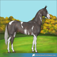 Horse Color:Silver Brown Sabino Tobiano