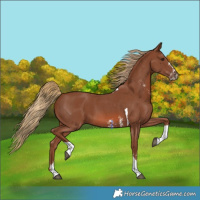 Horse Color:Chestnut Sabino Tobiano 