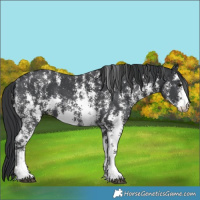 Horse Color:Black Sabino