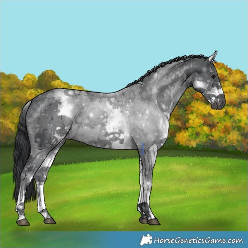 Horse Color:White Spotted Black Sabino 