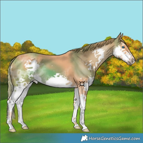 Horse Color:Chestnut Splash 