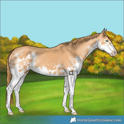 Horse Color:Chestnut Splash 