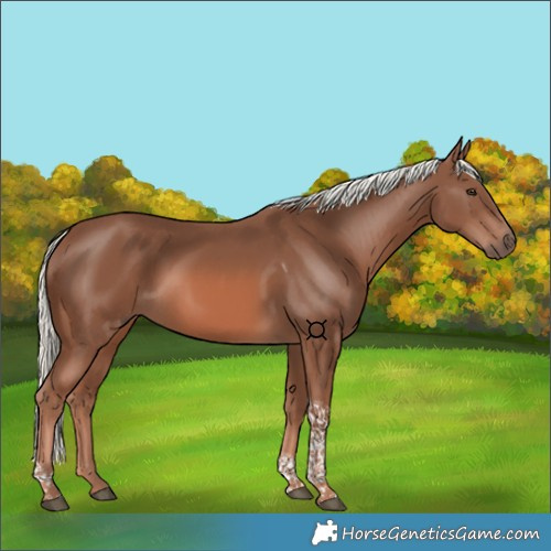 Horse Color:Chestnut Mushroom Tobiano