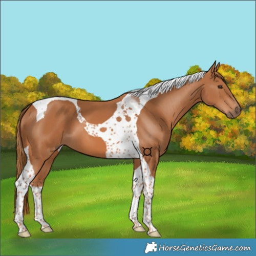 Horse Color:Chestnut Tobiano