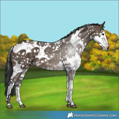 Horse Color:White Spotted Brown Dun Sabino 