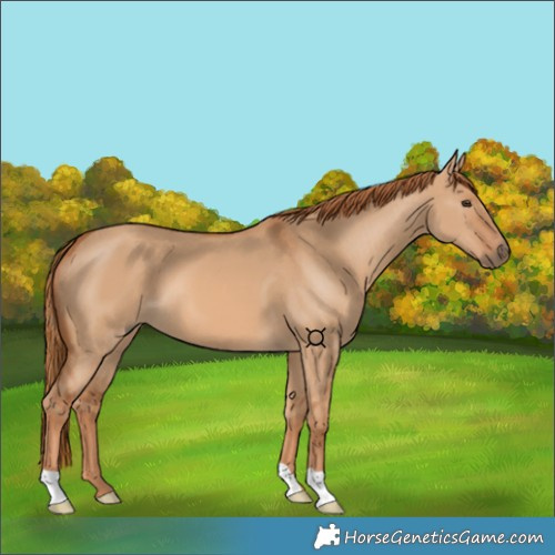 Horse Color:Red Dun