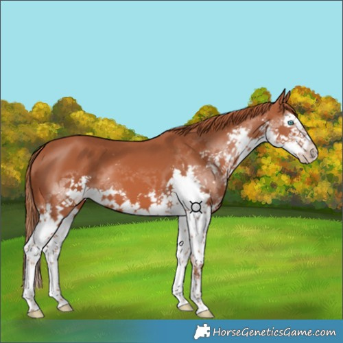 Horse Color:Chestnut Splash 