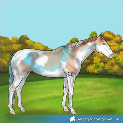 Horse Color:Chestnut Splash Tobiano