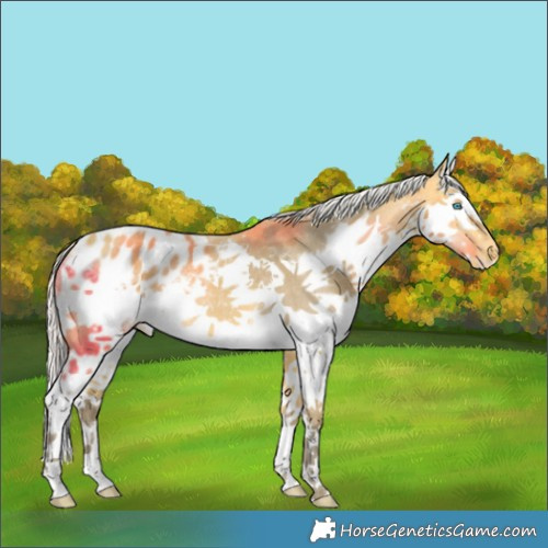 Horse Color:Silver Buckskin Splash Frame Appaloosa Rabicano 