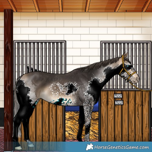 Horse Color:Buckskin Splash 