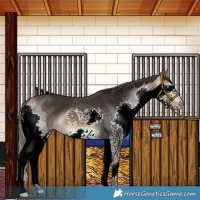 Horse Color:Buckskin Splash