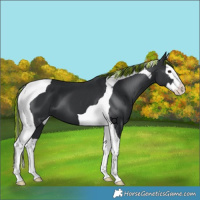 Horse Color:Painted Black Splash Tobiano 